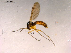  ( - 10PROBE-15271)  @13 [ ] CreativeCommons - Attribution (2011) CBG Photography Group Centre for Biodiversity Genomics