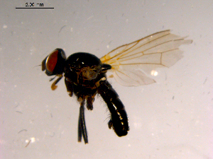  ( - 10PROBE-15293)  @12 [ ] CreativeCommons - Attribution (2011) CBG Photography Group Centre for Biodiversity Genomics