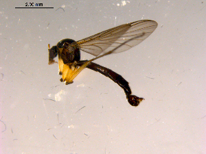  ( - 10PROBE-15324)  @13 [ ] CreativeCommons - Attribution (2011) CBG Photography Group Centre for Biodiversity Genomics