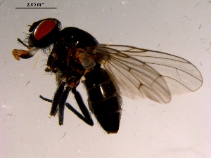  ( - 10PROBE-15351)  @13 [ ] CreativeCommons - Attribution (2011) CBG Photography Group Centre for Biodiversity Genomics