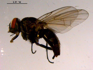  ( - 10PROBE-15390)  @13 [ ] CreativeCommons - Attribution (2011) CBG Photography Group Centre for Biodiversity Genomics