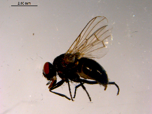  ( - 10PROBE-15392)  @12 [ ] CreativeCommons - Attribution (2011) CBG Photography Group Centre for Biodiversity Genomics