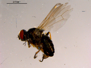  ( - 10PROBE-15393)  @13 [ ] CreativeCommons - Attribution (2011) CBG Photography Group Centre for Biodiversity Genomics