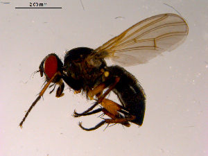  ( - 10PROBE-15394)  @13 [ ] CreativeCommons - Attribution (2011) CBG Photography Group Centre for Biodiversity Genomics