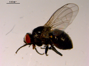  ( - 10PROBE-15397)  @13 [ ] CreativeCommons - Attribution (2011) CBG Photography Group Centre for Biodiversity Genomics