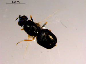  ( - 10PROBE-15398)  @12 [ ] CreativeCommons - Attribution (2011) CBG Photography Group Centre for Biodiversity Genomics
