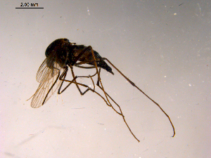  ( - 10PROBE-15406)  @13 [ ] CreativeCommons - Attribution (2011) CBG Photography Group Centre for Biodiversity Genomics