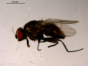 ( - 10PROBE-15612)  @13 [ ] CreativeCommons - Attribution (2011) CBG Photography Group Centre for Biodiversity Genomics