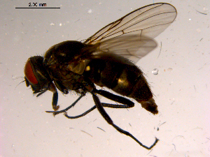  ( - 10PROBE-15621)  @13 [ ] CreativeCommons - Attribution (2011) CBG Photography Group Centre for Biodiversity Genomics