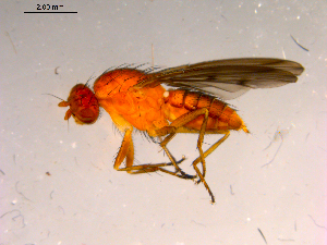  ( - 10PROBE-15706)  @13 [ ] CreativeCommons - Attribution (2011) CBG Photography Group Centre for Biodiversity Genomics