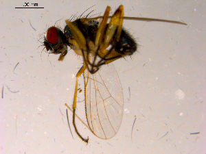  ( - 10PROBE-15723)  @13 [ ] CreativeCommons - Attribution (2011) CBG Photography Group Centre for Biodiversity Genomics