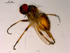  ( - 10PROBE-15733)  @13 [ ] CreativeCommons - Attribution (2011) CBG Photography Group Centre for Biodiversity Genomics