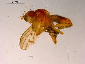  ( - 10PROBE-15761)  @13 [ ] CreativeCommons - Attribution (2011) CBG Photography Group Centre for Biodiversity Genomics