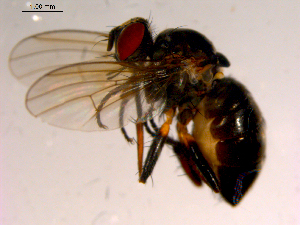 ( - 10PROBE-15784)  @13 [ ] CreativeCommons - Attribution (2011) CBG Photography Group Centre for Biodiversity Genomics