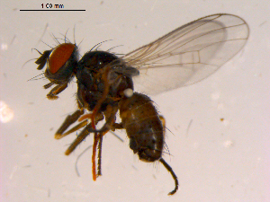  ( - 10PROBE-15785)  @12 [ ] CreativeCommons - Attribution (2011) CBG Photography Group Centre for Biodiversity Genomics