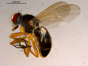  ( - 10PROBE-15789)  @13 [ ] CreativeCommons - Attribution (2011) CBG Photography Group Centre for Biodiversity Genomics
