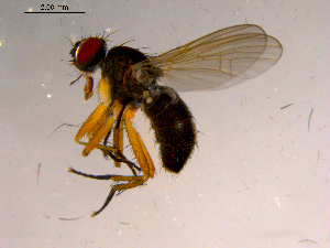  ( - 10PROBE-15791)  @13 [ ] CreativeCommons - Attribution (2011) CBG Photography Group Centre for Biodiversity Genomics