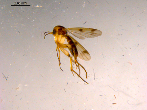  ( - 10PROBE-15826)  @12 [ ] CreativeCommons - Attribution (2011) CBG Photography Group Centre for Biodiversity Genomics