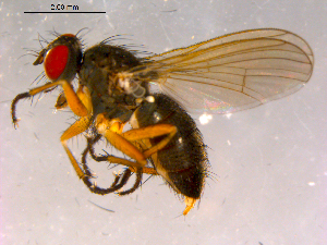  ( - 10PROBE-15863)  @13 [ ] CreativeCommons - Attribution (2011) CBG Photography Group Centre for Biodiversity Genomics
