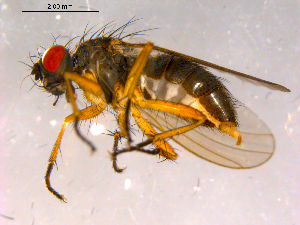  ( - 10PROBE-15869)  @13 [ ] CreativeCommons - Attribution (2011) CBG Photography Group Centre for Biodiversity Genomics