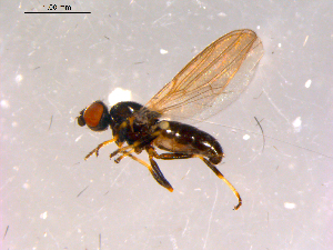  ( - 10PROBE-15881)  @13 [ ] CreativeCommons - Attribution (2011) CBG Photography Group Centre for Biodiversity Genomics