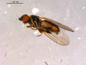  ( - 10PROBE-15882)  @13 [ ] CreativeCommons - Attribution (2011) CBG Photography Group Centre for Biodiversity Genomics