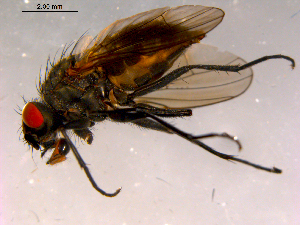  ( - 10PROBE-15927)  @13 [ ] CreativeCommons - Attribution (2011) CBG Photography Group Centre for Biodiversity Genomics