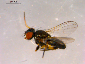  ( - 10PROBE-15928)  @13 [ ] CreativeCommons - Attribution (2011) CBG Photography Group Centre for Biodiversity Genomics