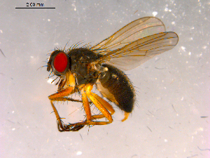  ( - 10PROBE-15934)  @13 [ ] CreativeCommons - Attribution (2011) CBG Photography Group Centre for Biodiversity Genomics