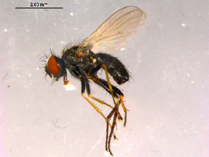  ( - 10PROBE-15939)  @14 [ ] CreativeCommons - Attribution (2011) CBG Photography Group Centre for Biodiversity Genomics