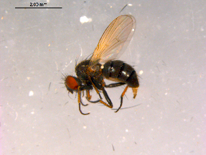  ( - 10PROBE-15944)  @12 [ ] CreativeCommons - Attribution (2011) CBG Photography Group Centre for Biodiversity Genomics