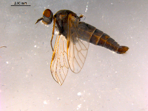  ( - 10PROBE-15951)  @12 [ ] CreativeCommons - Attribution (2011) CBG Photography Group Centre for Biodiversity Genomics