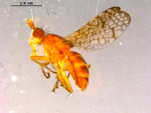 ( - 10PROBE-15985)  @12 [ ] CreativeCommons - Attribution (2011) CBG Photography Group Centre for Biodiversity Genomics