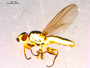  ( - 10PROBE-15996)  @12 [ ] CreativeCommons - Attribution (2011) CBG Photography Group Centre for Biodiversity Genomics
