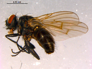  ( - 10PROBE-16018)  @13 [ ] CreativeCommons - Attribution (2011) CBG Photography Group Centre for Biodiversity Genomics