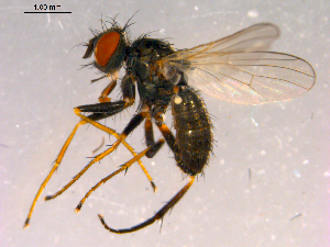  ( - 10PROBE-16028)  @13 [ ] CreativeCommons - Attribution (2011) CBG Photography Group Centre for Biodiversity Genomics