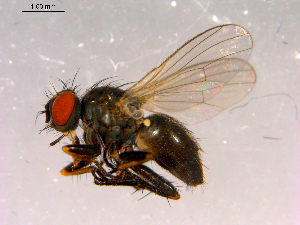 ( - 10PROBE-16036)  @14 [ ] CreativeCommons - Attribution (2011) CBG Photography Group Centre for Biodiversity Genomics
