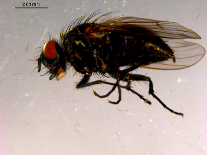 ( - 10PROBE-16092)  @13 [ ] CreativeCommons - Attribution (2011) CBG Photography Group Centre for Biodiversity Genomics