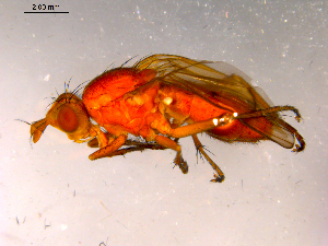  ( - 10PROBE-16138)  @13 [ ] CreativeCommons - Attribution (2011) CBG Photography Group Centre for Biodiversity Genomics