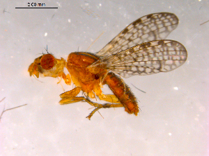  ( - 10PROBE-16202)  @12 [ ] CreativeCommons - Attribution (2011) CBG Photography Group Centre for Biodiversity Genomics