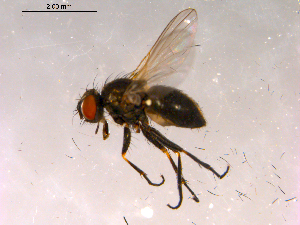  ( - 10PROBE-16222)  @13 [ ] CreativeCommons - Attribution (2011) CBG Photography Group Centre for Biodiversity Genomics