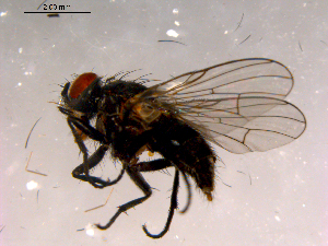  ( - 10PROBE-16229)  @13 [ ] CreativeCommons - Attribution (2011) CBG Photography Group Centre for Biodiversity Genomics
