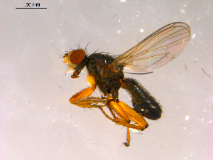  ( - 10PROBE-16236)  @13 [ ] CreativeCommons - Attribution (2011) CBG Photography Group Centre for Biodiversity Genomics