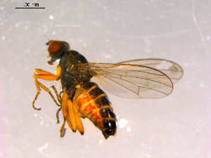  ( - 10PROBE-16241)  @13 [ ] CreativeCommons - Attribution (2011) CBG Photography Group Centre for Biodiversity Genomics