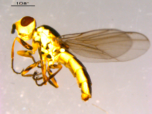  ( - 10PROBE-16263)  @12 [ ] CreativeCommons - Attribution (2011) CBG Photography Group Centre for Biodiversity Genomics
