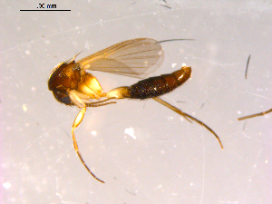  ( - 10PROBE-16288)  @12 [ ] CreativeCommons - Attribution (2011) CBG Photography Group Centre for Biodiversity Genomics