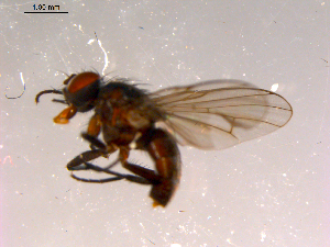  ( - 10PROBE-16296)  @12 [ ] CreativeCommons - Attribution (2011) CBG Photography Group Centre for Biodiversity Genomics