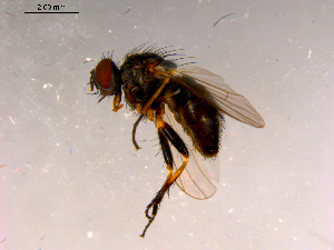  ( - 10PROBE-16314)  @13 [ ] CreativeCommons - Attribution (2011) CBG Photography Group Centre for Biodiversity Genomics