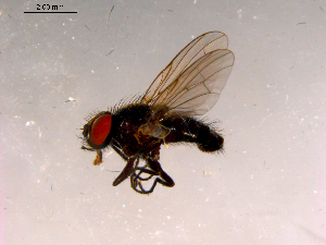  ( - 10PROBE-16316)  @13 [ ] CreativeCommons - Attribution (2011) CBG Photography Group Centre for Biodiversity Genomics