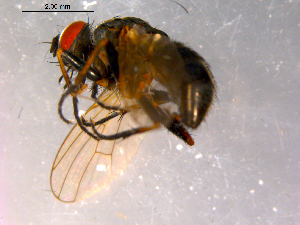  ( - 10PROBE-16364)  @13 [ ] CreativeCommons - Attribution (2011) CBG Photography Group Centre for Biodiversity Genomics